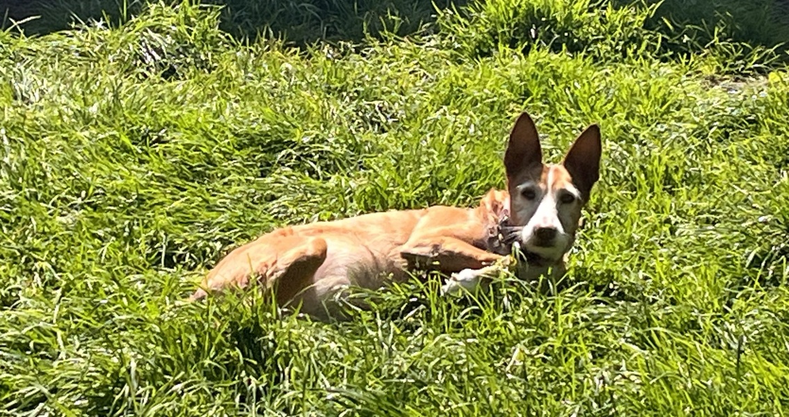 International Dog Day thread for sharing pictures of our dogs
