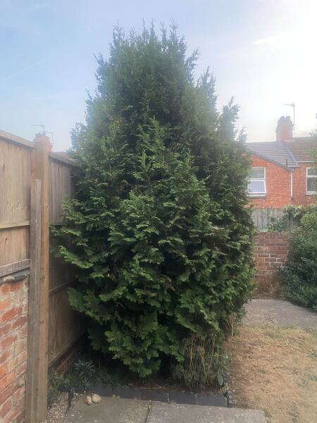 Tree saga