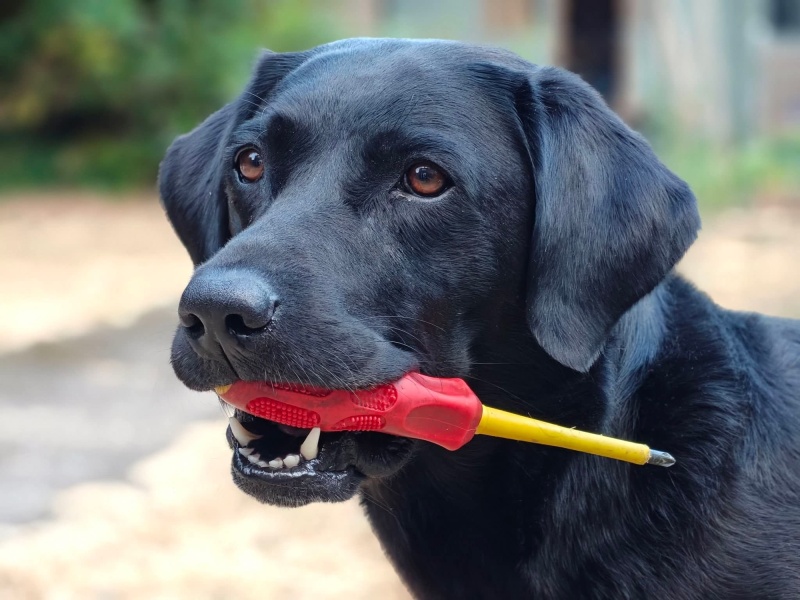 Help - want my dog to grow up!