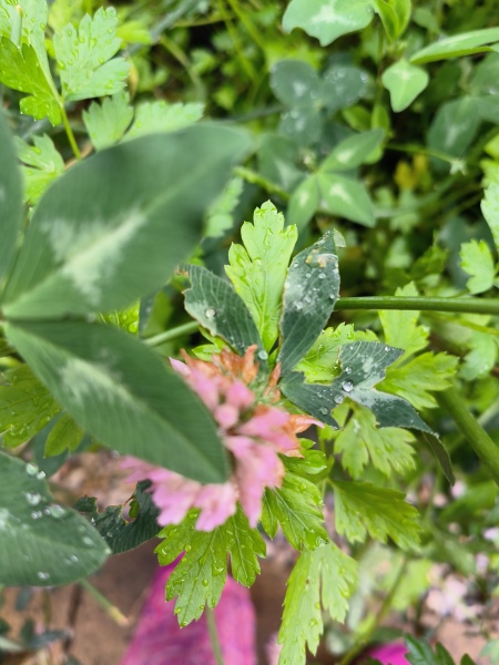 Can anyone identify this plant growing between my herbs?