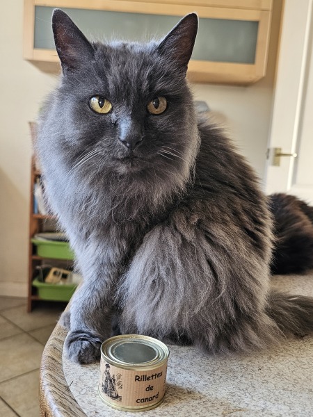 Rodents and Risk Assessments - the Excellent Cats applaud Gizmo's recent achievements
