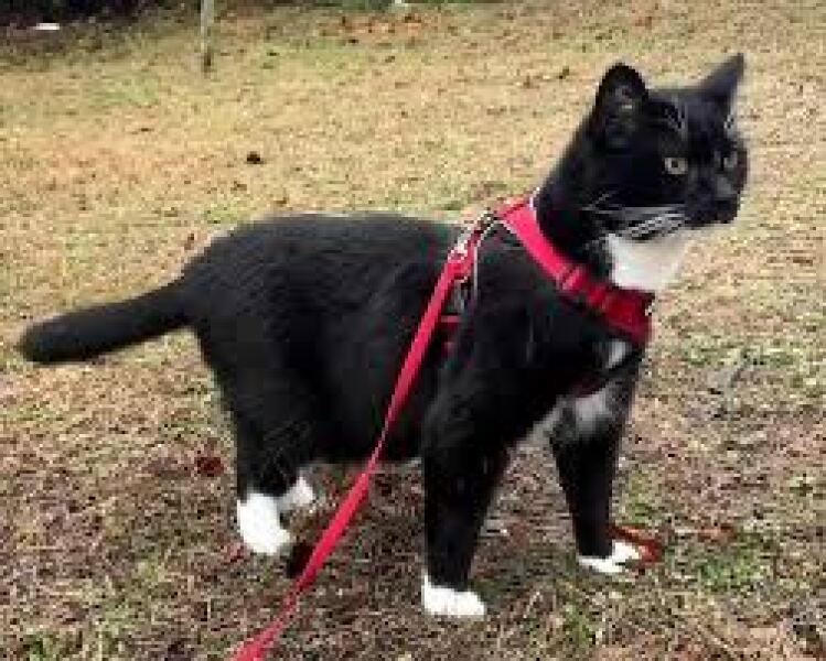 AIBU to think cats should not roam unsupervised like dogs?
