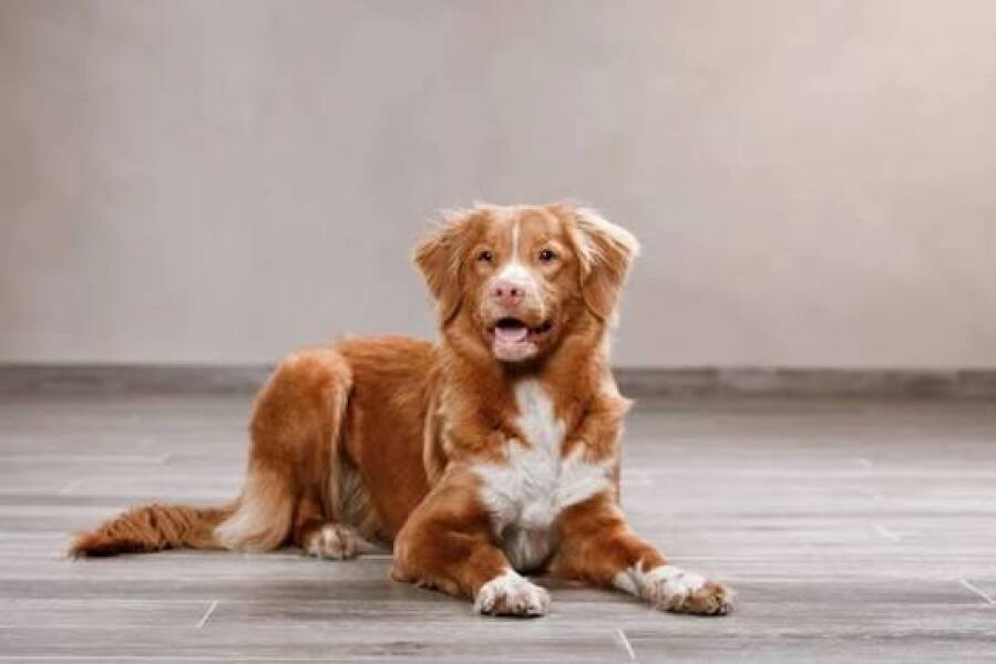 Suggest me a (probably) gundog breed!