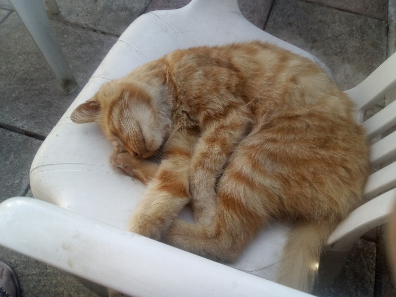 “Orange cats are crazy”