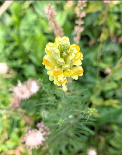 The Year Round Nigel Slater Discussion Thread - Part 5