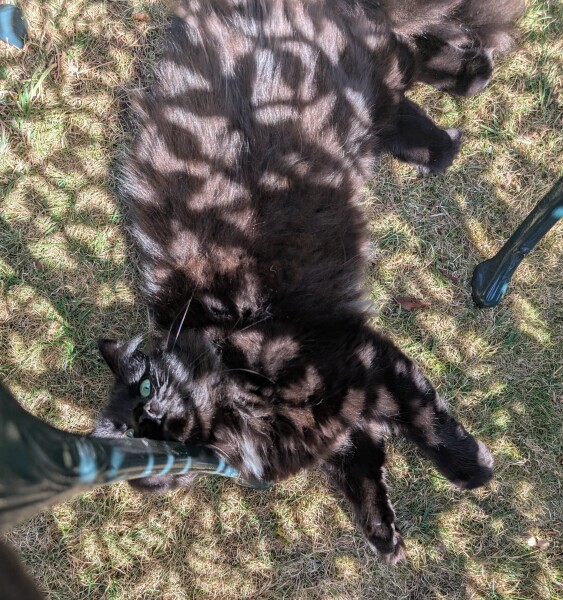 Rodents and Risk Assessments - the Excellent Cats applaud Gizmo's recent achievements