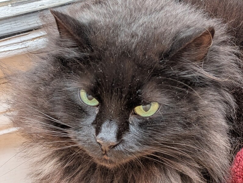 New cat constantly looking for food