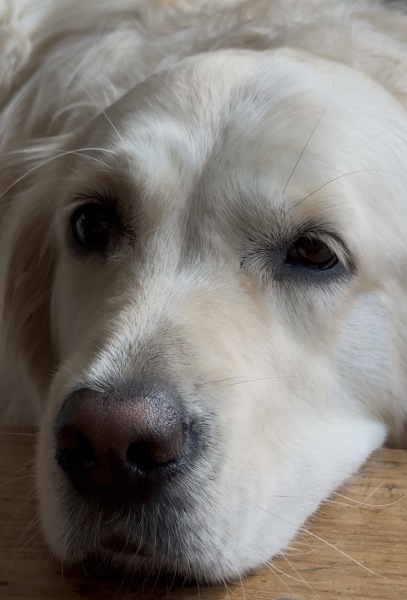 International Dog Day thread for sharing pictures of our dogs