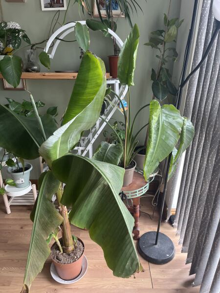 Indoor tree