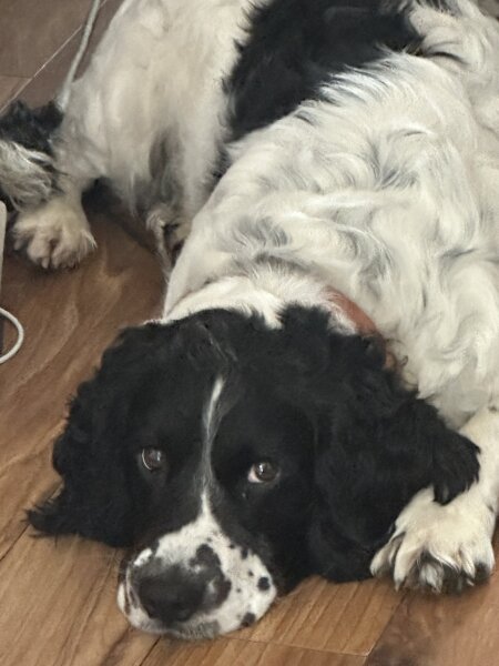 For those who know dogs.