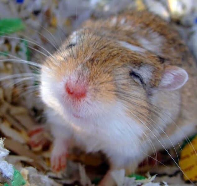 The Bluestocking Women's Pub, in which we wait excitedly for the next instalment of Gosie's adventures. Gosie, Glass and the Gerbils' Dilemma.