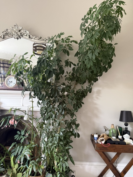 Indoor tree