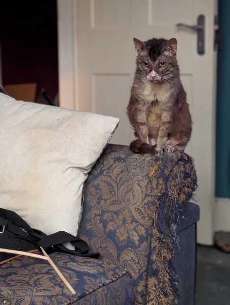 Rodents and Risk Assessments - the Excellent Cats applaud Gizmo's recent achievements