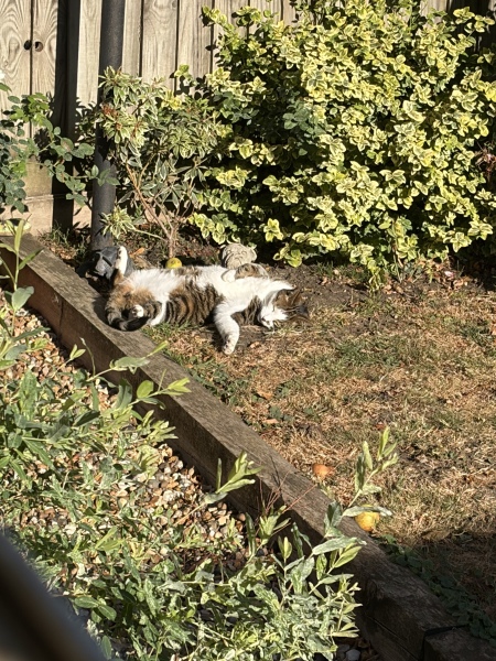 Cat out in heat