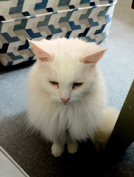 Rodents and Risk Assessments - the Excellent Cats applaud Gizmo's recent achievements