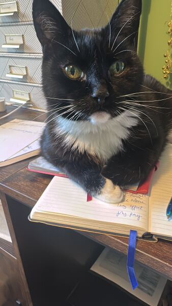 How to stop the 5am yowling for food in elderly cat?