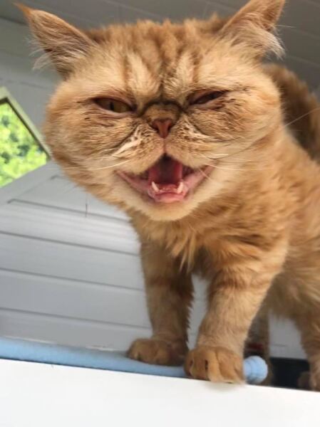 “Orange cats are crazy”