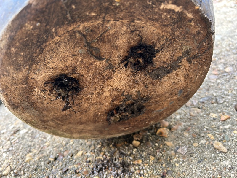 How to remove a very pot bound plant from a ceramic planter?