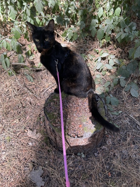 How do you keep in the escapist cat?