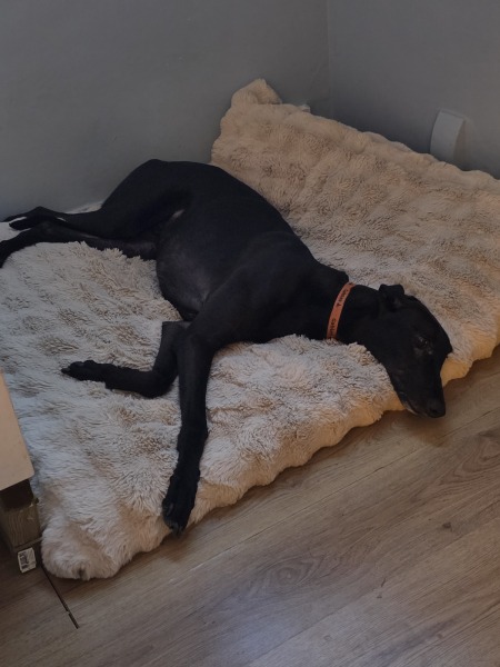 Help with food for delicate flower of a greyhound