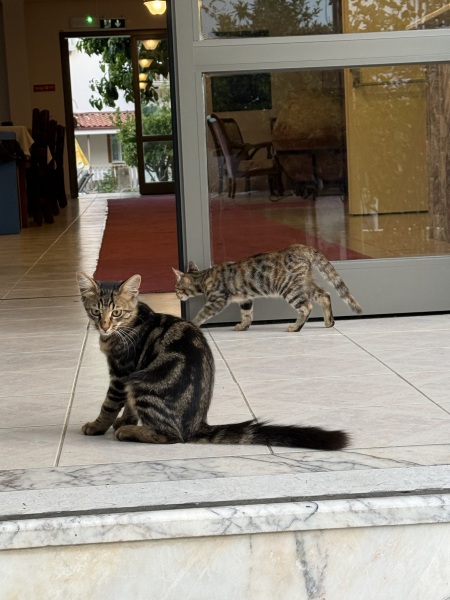 Rodents and Risk Assessments - the Excellent Cats applaud Gizmo's recent achievements