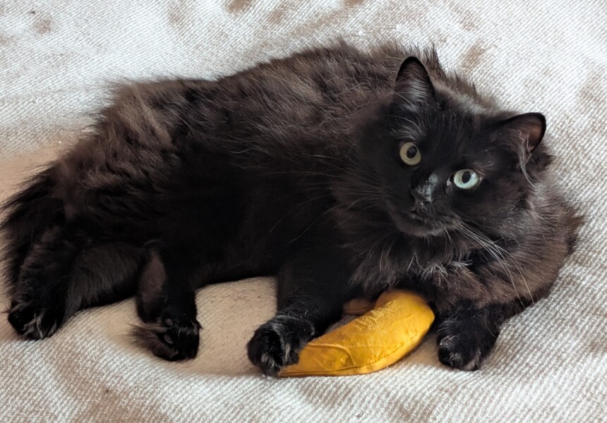 Rodents and Risk Assessments - the Excellent Cats applaud Gizmo's recent achievements