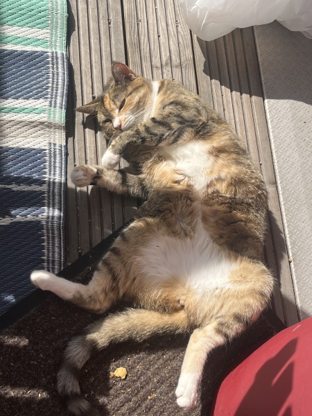 Rodents and Risk Assessments - the Excellent Cats applaud Gizmo's recent achievements