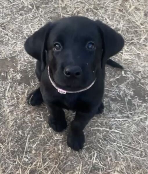 Labrador Puppy - top tips