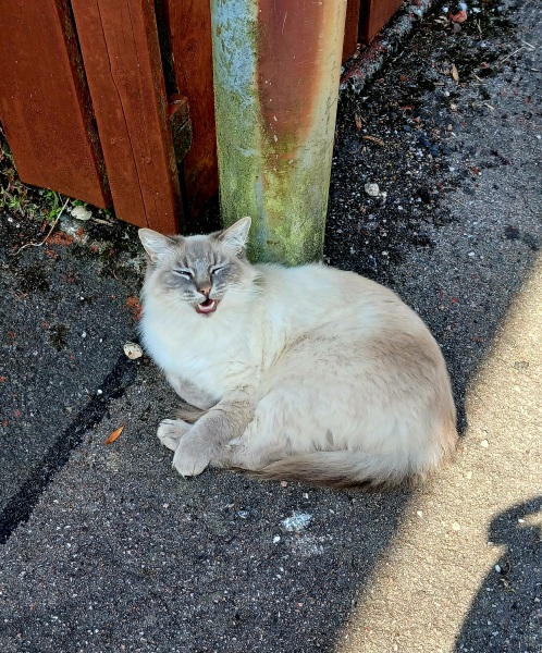 Rodents and Risk Assessments - the Excellent Cats applaud Gizmo's recent achievements
