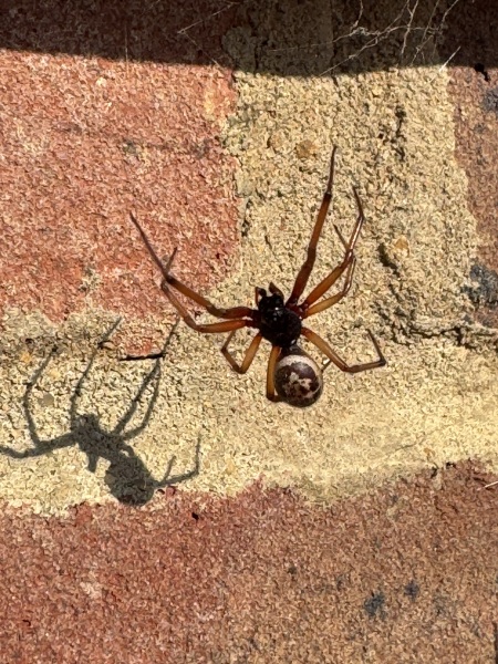 Just moved into new house, returned from holiday to false widow filled house of horrors