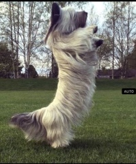 Vulnerable Dog Breeds UK - do you have one?