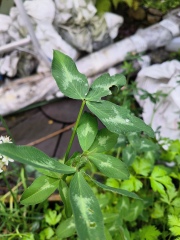 Can anyone identify this plant growing between my herbs?
