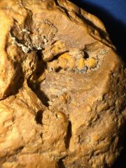 Is this a fossil?
