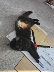 Rodents and Risk Assessments - the Excellent Cats applaud Gizmo's recent achievements