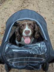Dog pushchairs - don’t come at me. He’s old and infirm
