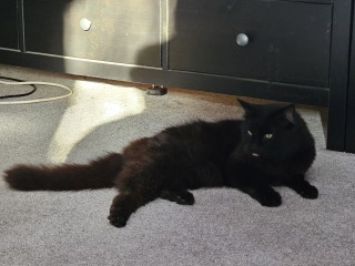 Rodents and Risk Assessments - the Excellent Cats applaud Gizmo's recent achievements