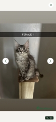 We need name ideas for our black smoke Maine Coon boy!