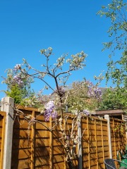 Pruning and deadheading