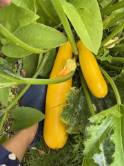 The Year Round Nigel Slater Discussion Thread - Part 5