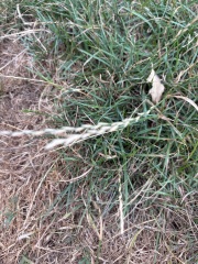 Dog with suspected grass seed in paw, likely recovery time?