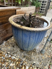 How to remove a very pot bound plant from a ceramic planter?