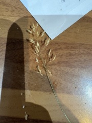 Dog with suspected grass seed in paw, likely recovery time?