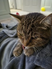 Old boy now has Kidney Disease