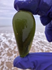 The Year Round Nigel Slater Discussion Thread - Part 5