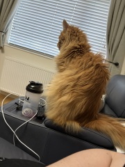 New cat constantly looking for food