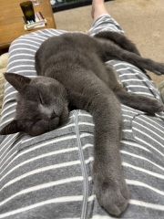 Rodents and Risk Assessments - the Excellent Cats applaud Gizmo's recent achievements