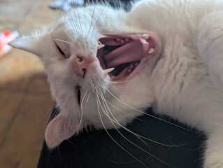 Rodents and Risk Assessments - the Excellent Cats applaud Gizmo's recent achievements