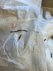 Does my toddler have worms??