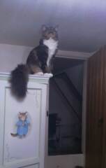 Ragdoll cat refusing usual food and only eating chicken