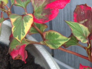 Can anyone identify this plant ?